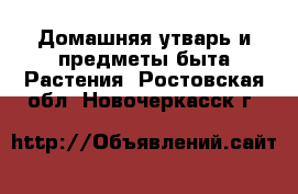 Домашняя утварь и предметы быта Растения. Ростовская обл.,Новочеркасск г.